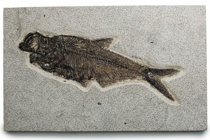 Detailed Fossil Fish (Diplomystus) - Wyoming #382823